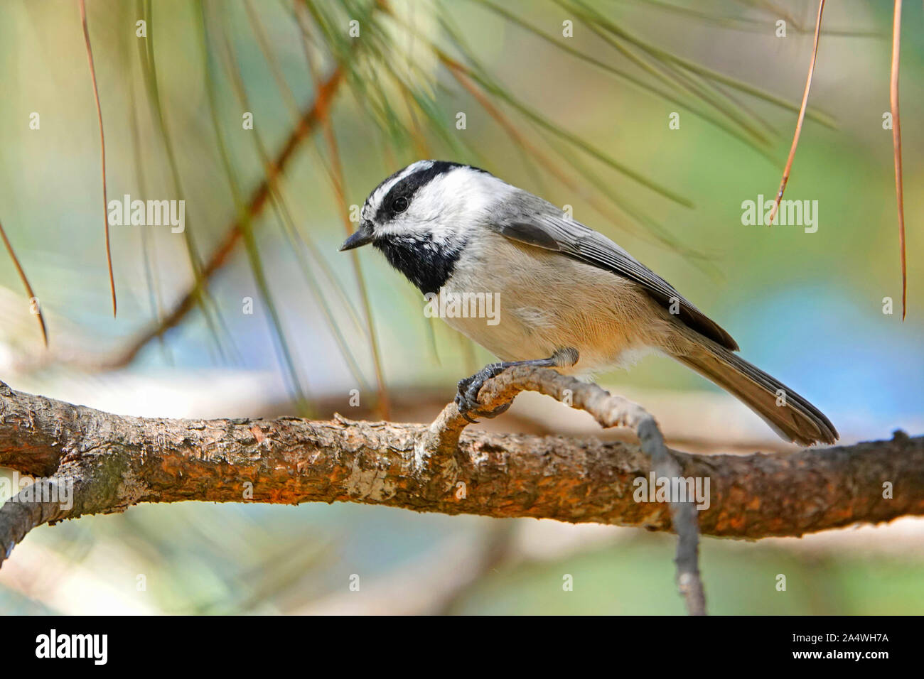Portrait of a mountain chickadee, feeding from a bird feeder, in the