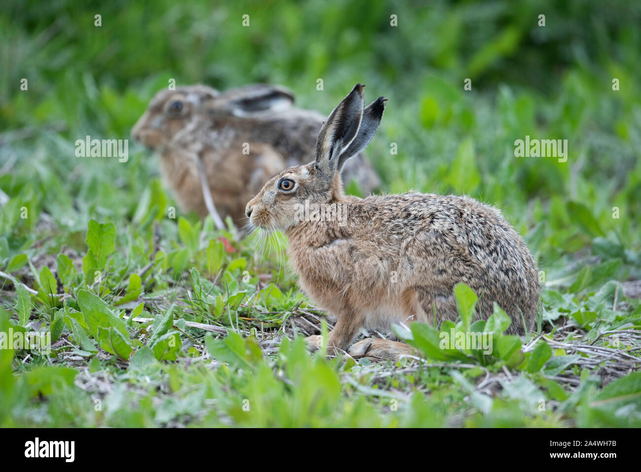 Brown Hare, Lepus europaeus, Elmley Marsh, Kent UK, pair stting in field Stock Photo