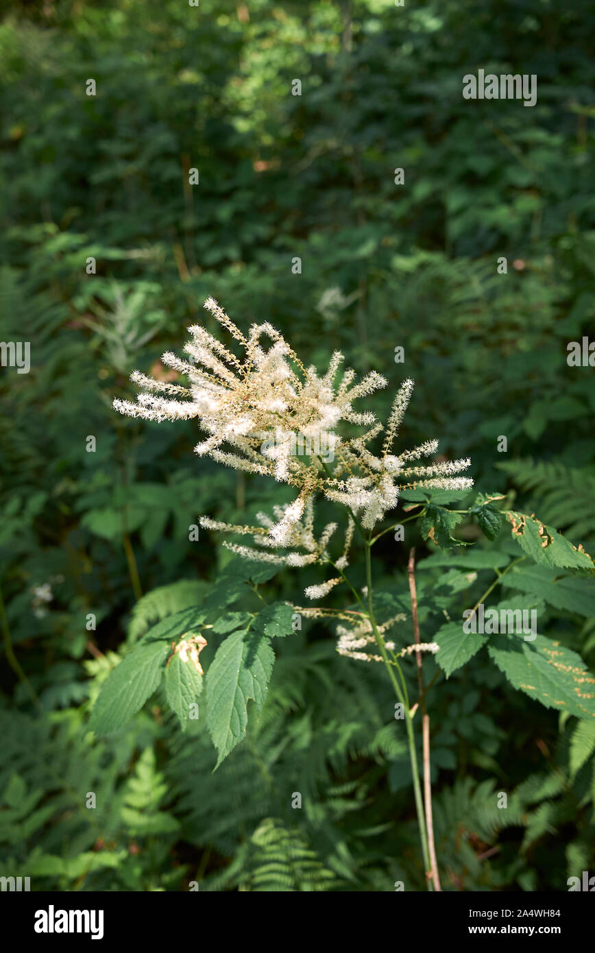 creamy- white flowers of Aruncus dioicus plant Stock Photo