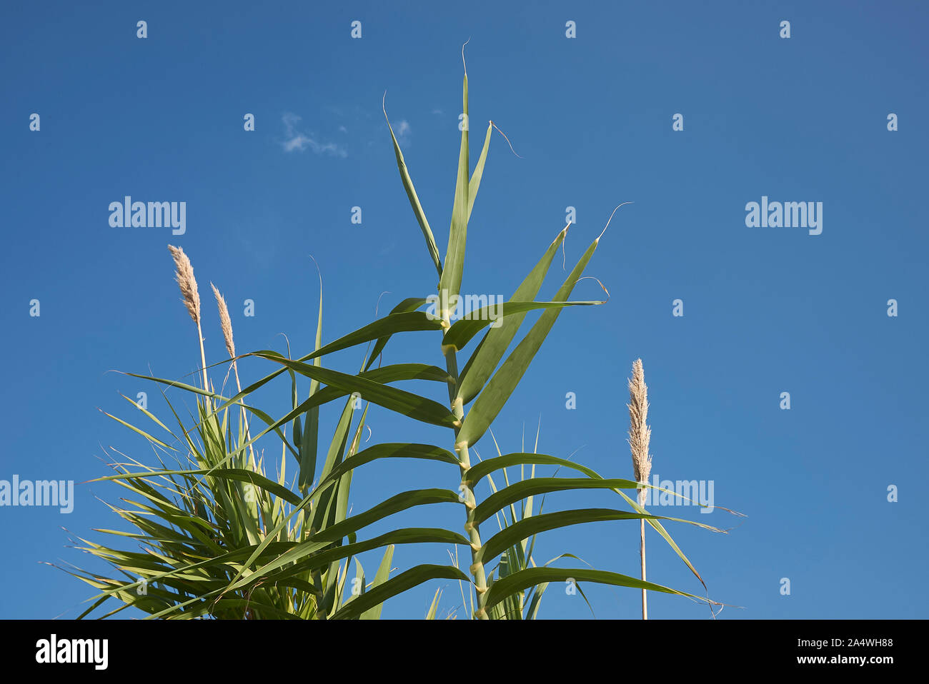 Arundo donax plants with inflorescence Stock Photo