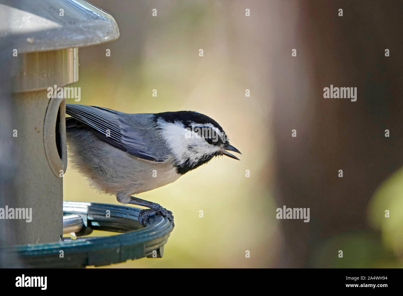 Portrait of a mountain chickadee, feeding from a bird feeder, in the