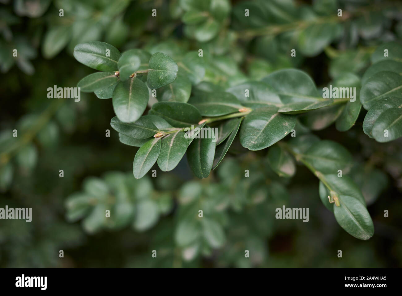 Common box buxus sempervirens garden hi-res stock photography and ...