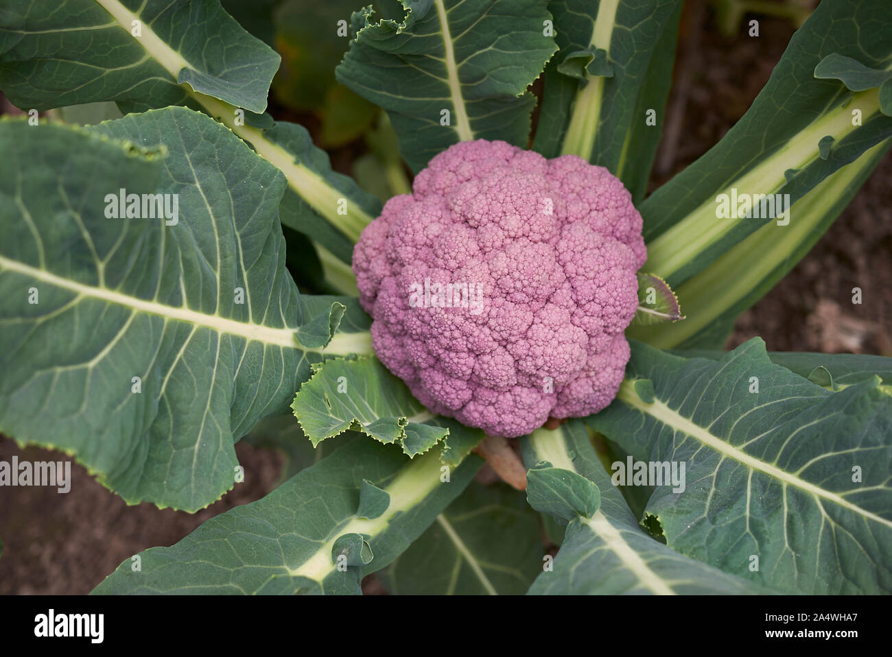 Brassica oleracea var. botrytis, purple  cauliflower in a vegetable garden Stock Photo