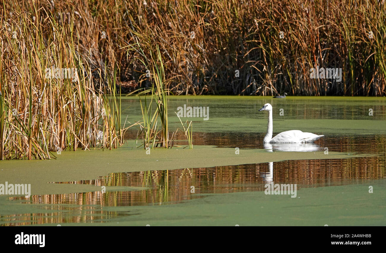 Trumpeter Swans, Cygnus buccinator, glide slowly on an algae encrusted pond in Central Oregon Stock Photo