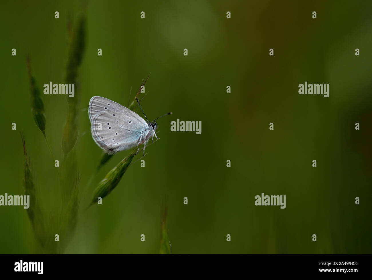 Small Blue Butterfly, Cupido minimus, Male, Lydden Temple Ewell, Kent