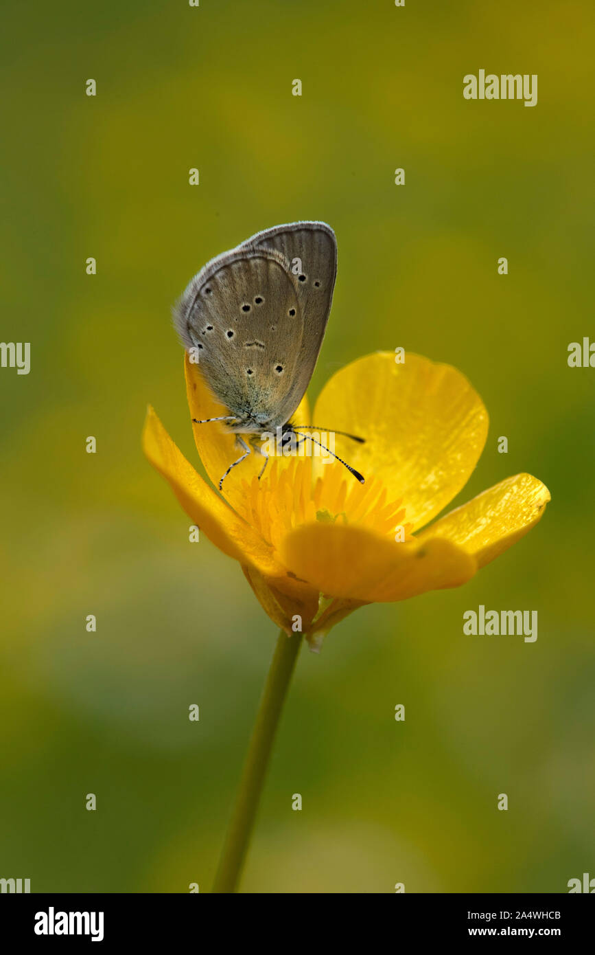 Small Blue Butterfly, Cupido minimus, Male, Lydden Temple Ewell, Kent ...