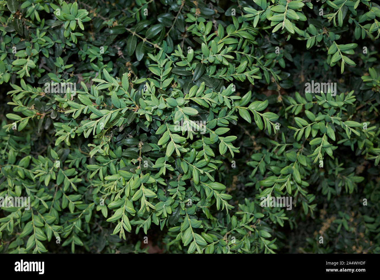 evergreen foliage of Buxus sempervirens shrub Stock Photo