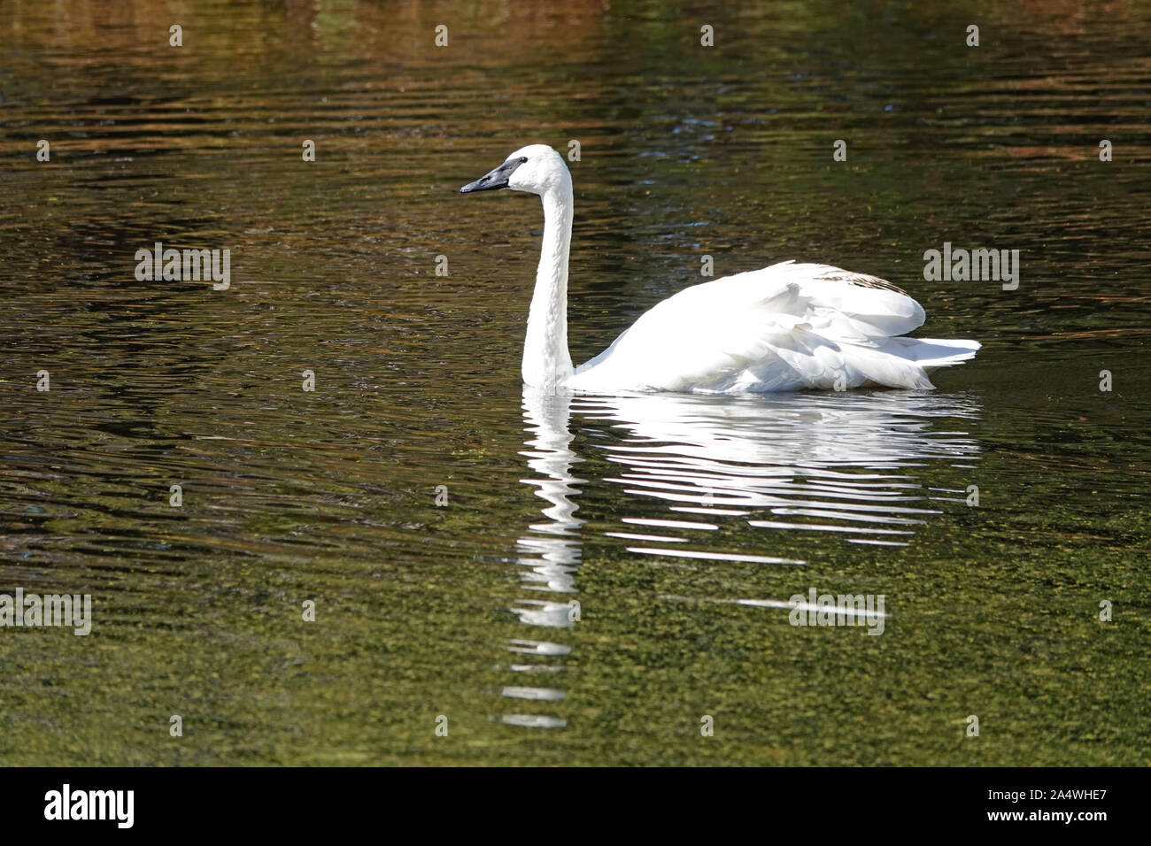 Trumpeter Swans, Cygnus buccinator, glide slowly on an algae encrusted pond in Central Oregon Stock Photo