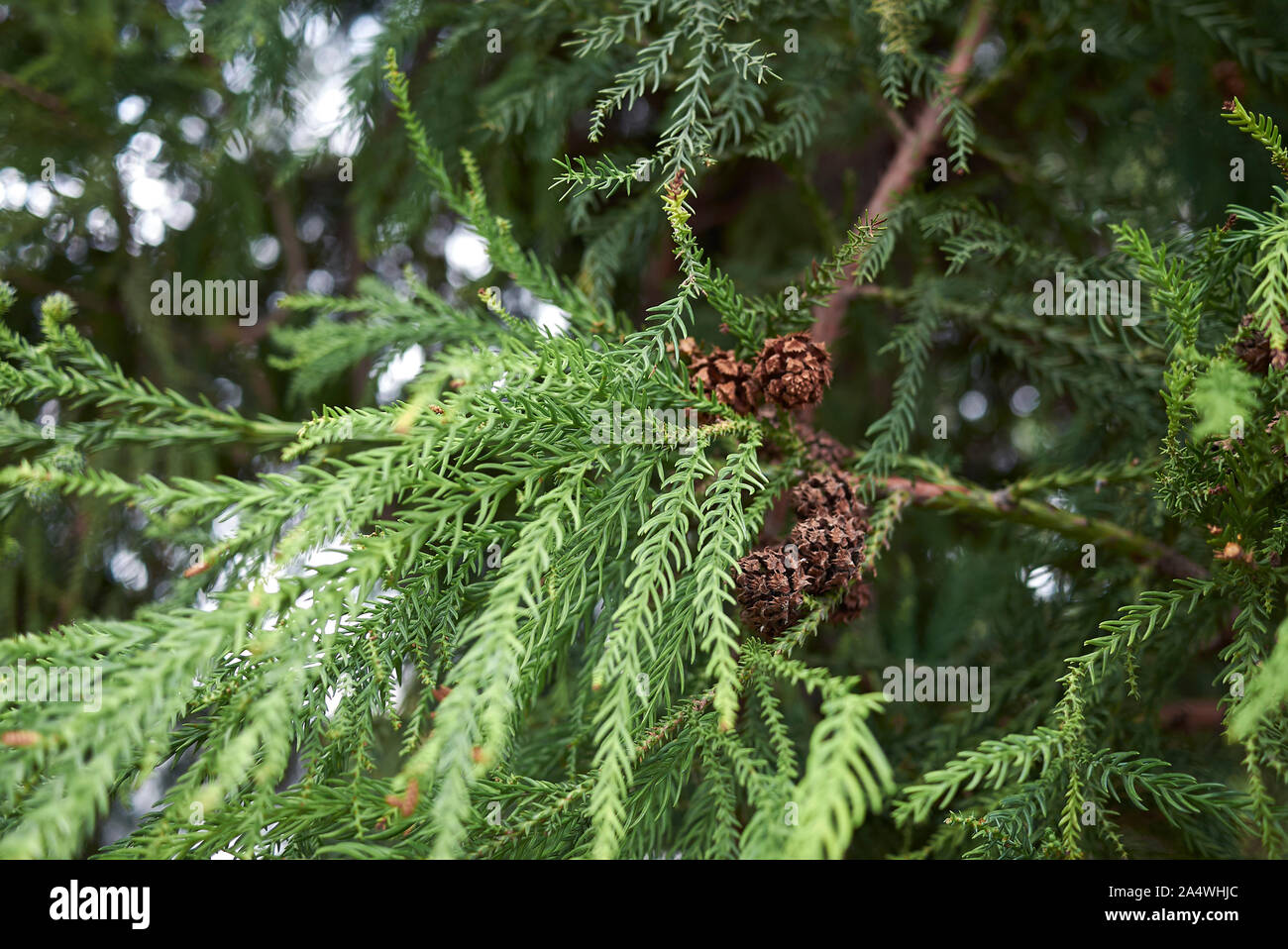 Cryptomeria japonica evergreen tree Stock Photo