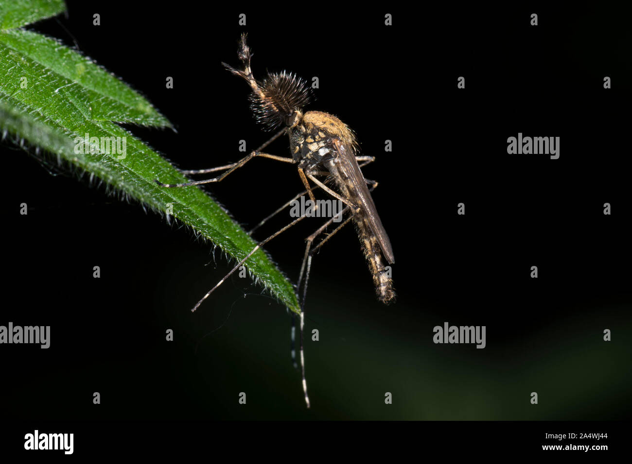 Banded Mosquito, Culiseta annulata, male, Stodmarsh Nature Reserve, Kent UK, with fluffy antennae Stock Photo