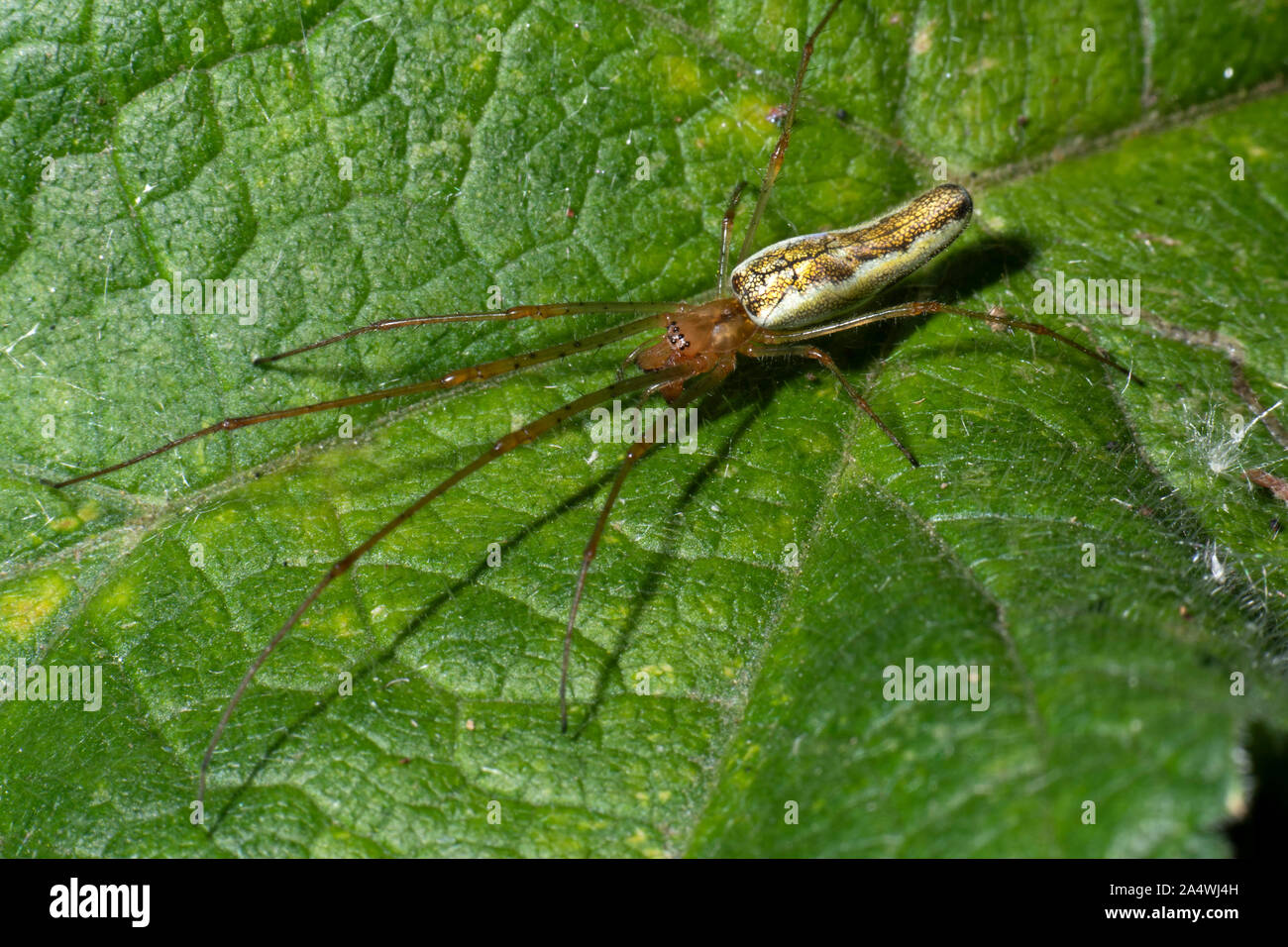 Long Jawed Orbweaver Spider, Tetragantha montana, Stodmarsh Nature Reserve, Kent UK Stock Photo