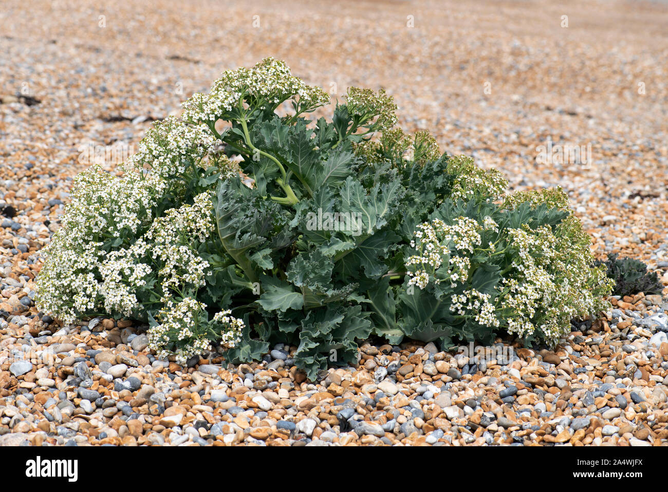 Sea Kale, Crambe maritima, on pebble beach, Sandwich, Kent UK, sea cole, seakale, sea colewort or crambe, is a species of halophytic flowering plant i Stock Photo