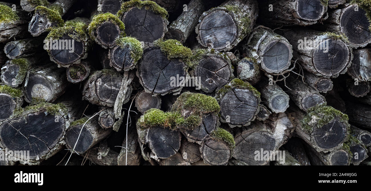 Closeup on pile of unused and abandonned firewood logs left outside