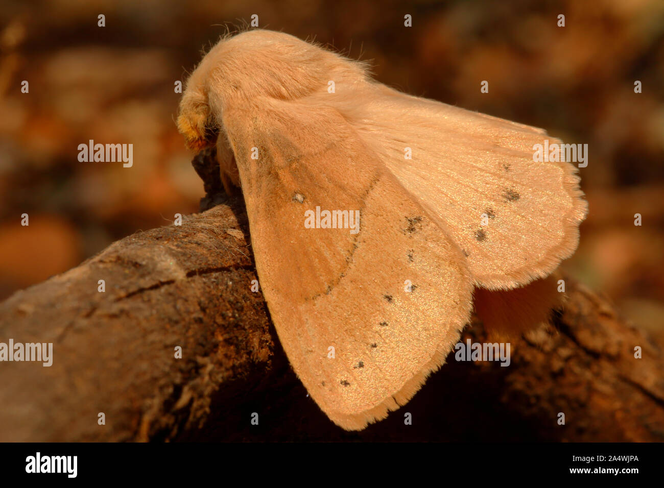 https://c8.alamy.com/comp/2A4WJPA/a-furry-brown-moth-with-pearly-iridescent-wings-rests-in-the-golden-light-of-an-autumn-dawn-at-mountain-sanctuary-nature-reserve-2A4WJPA.jpg
