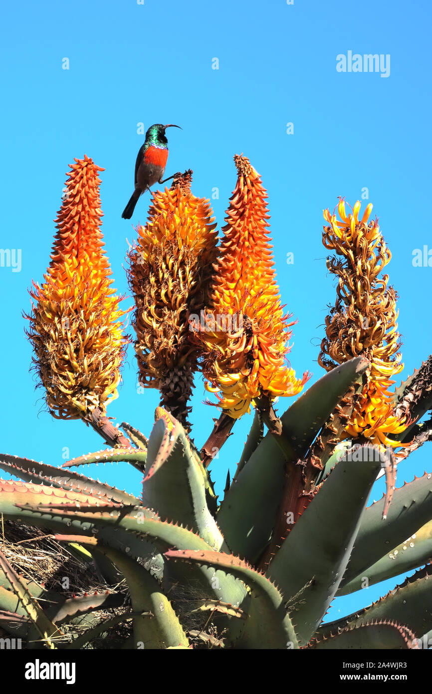 Perched on top of a Bitter Aloe, a male Greater Double-collared Sunbird imperiously surveys his territory near Cradock in the Eastern Cape. Stock Photo