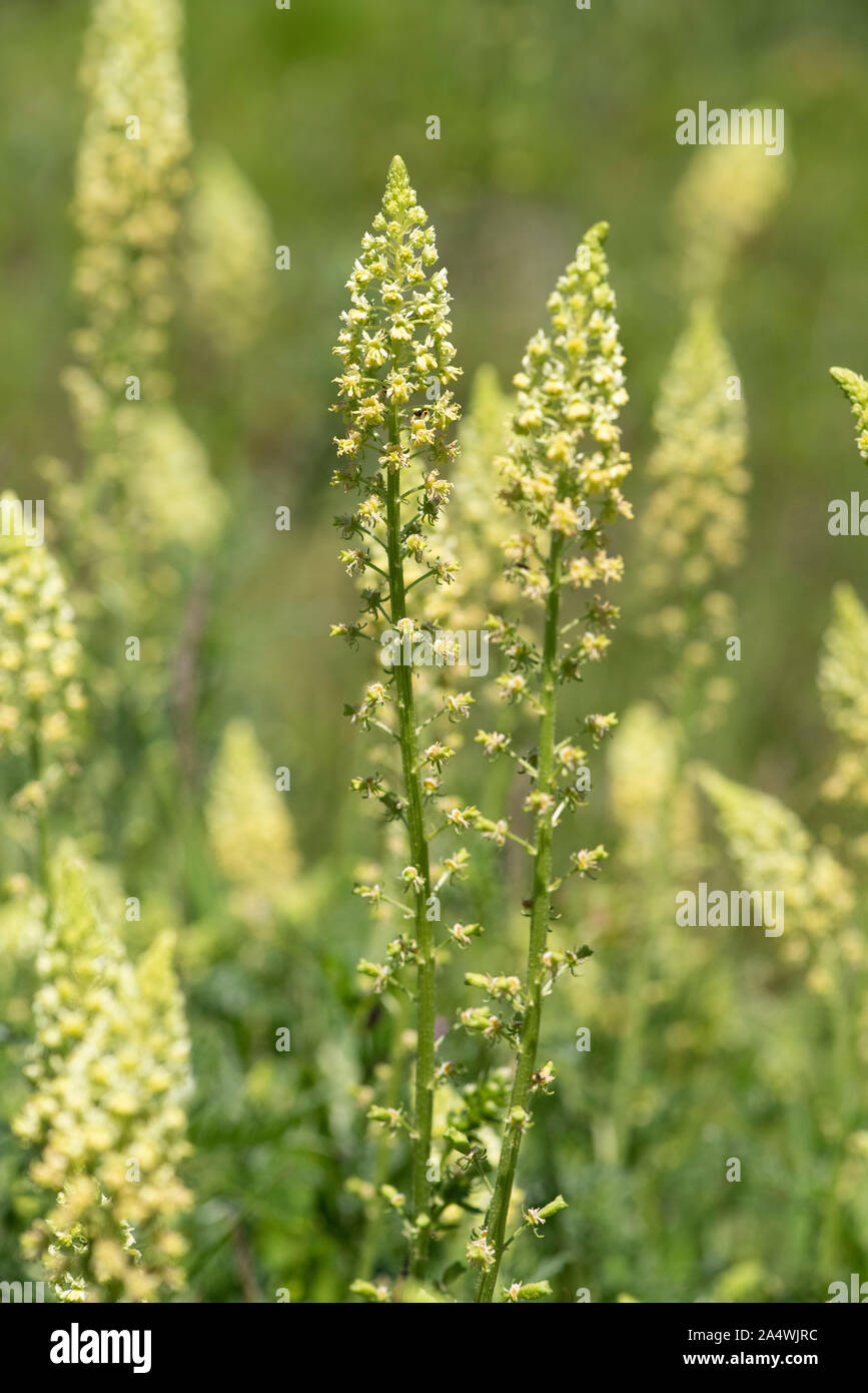 Wild Mignonette, Reseda lutea, Folkestone, Kent, UK, clump-forming native biennial or short lived perennial, found on a variety of open habitats on we Stock Photo