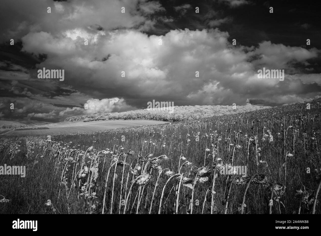 Ripe grain field in autumn Black and White Stock Photos & Images - Alamy