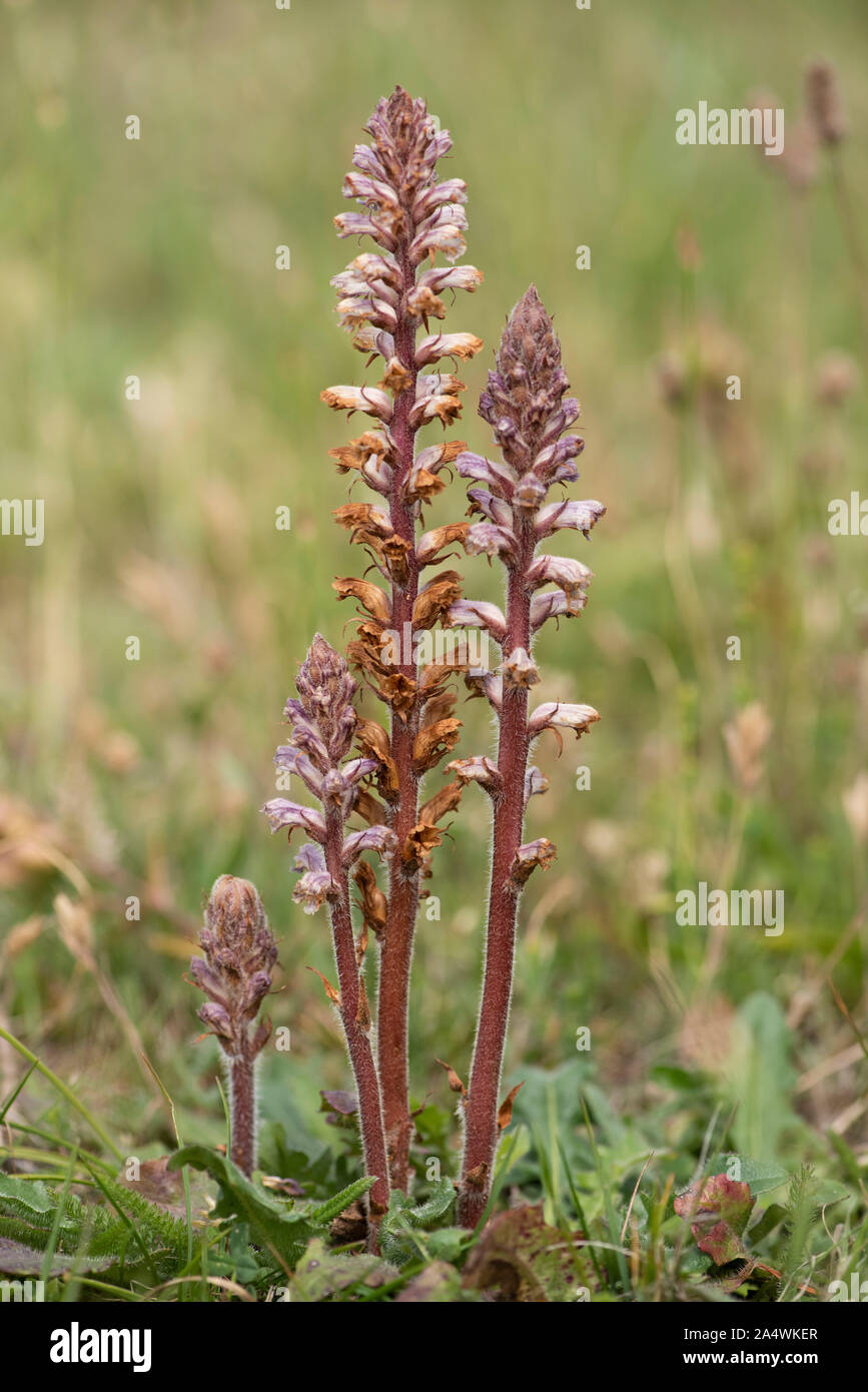 Greater Broomrape, Orobanche rapum-genistae, Sandwich, Kent UK, holoparasitic angiosperm belonging to the genus Orobanche; non-photosynthetic plants t Stock Photo