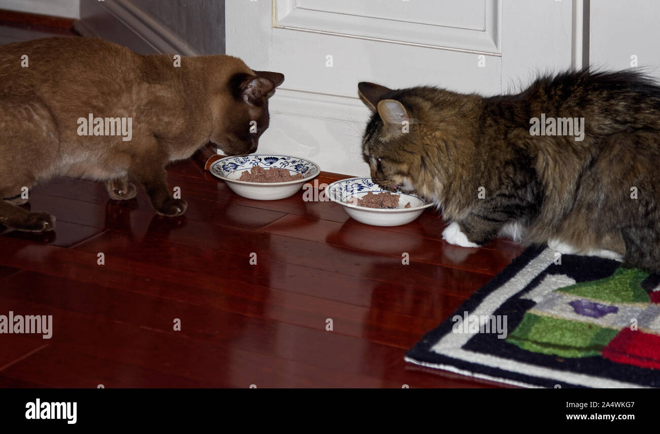 Meat eating animals hires stock photography and images Alamy