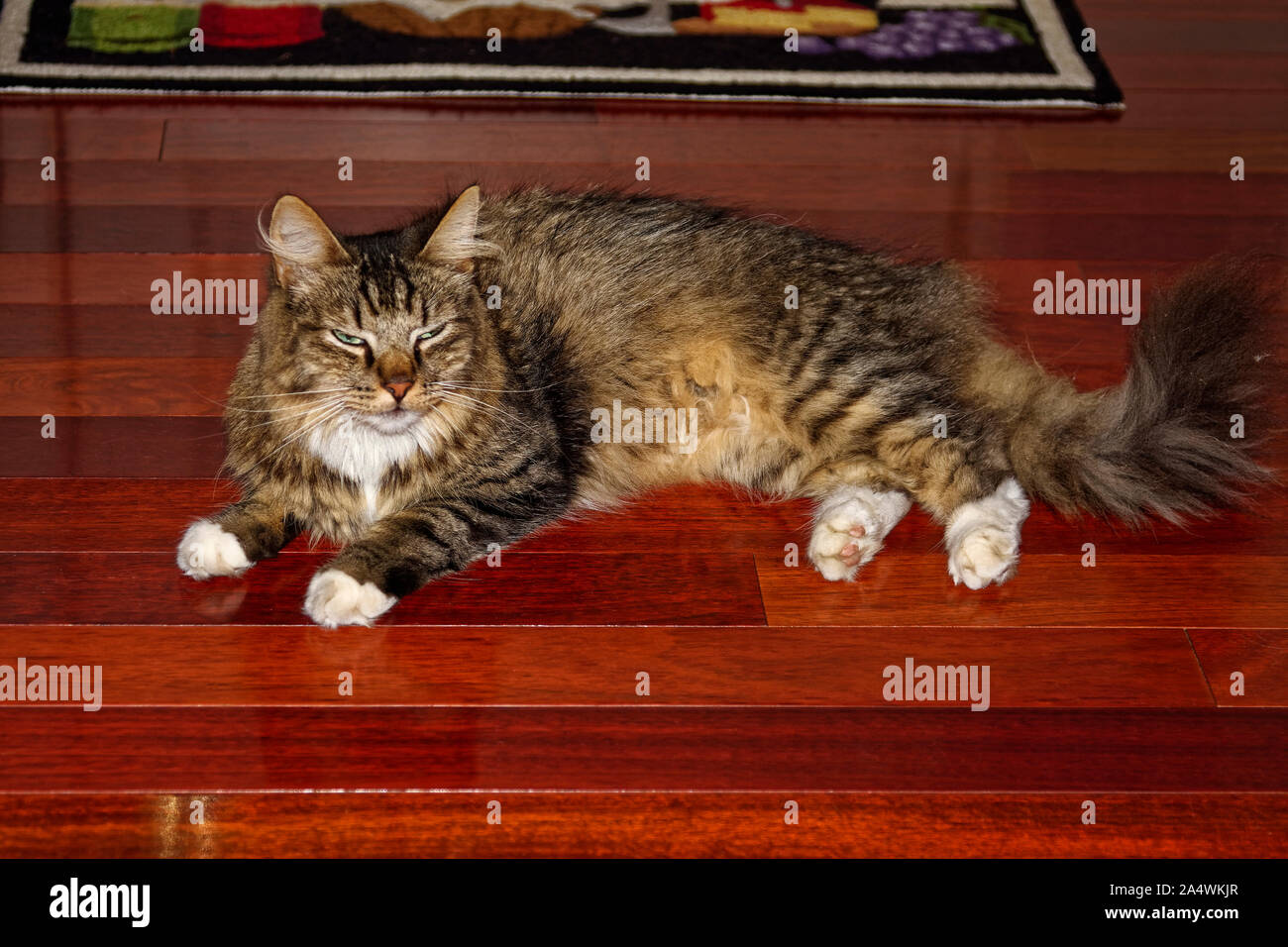 long hair cat; portrait, handsome, Brazilian cherry floor, bushy tail