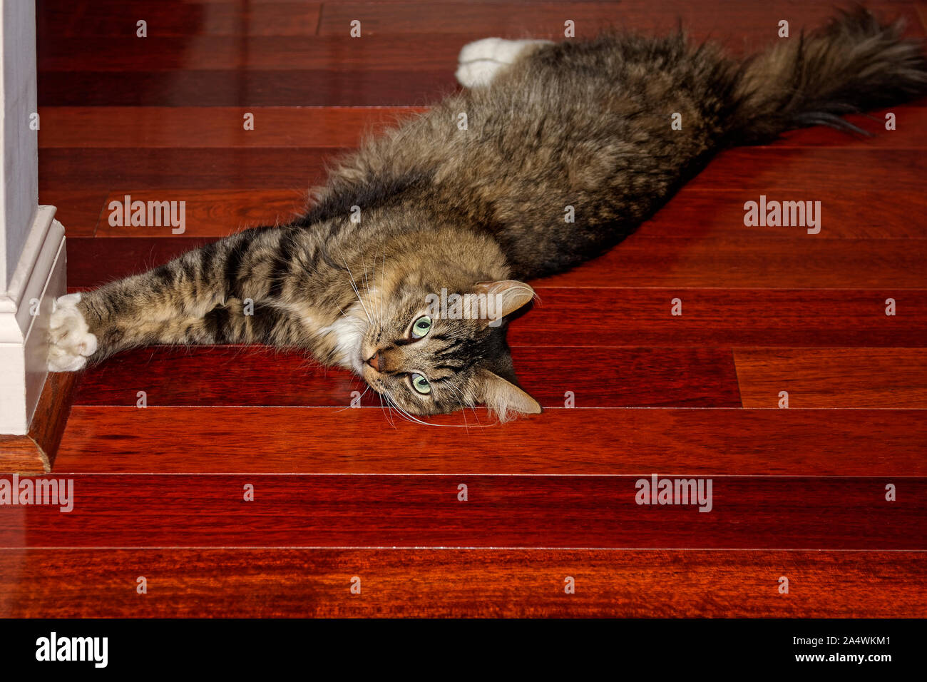 long hair cat; stretching, portrait, handsome, Brazilian cherry floor