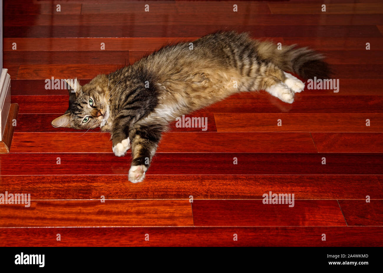 long hair cat; portrait, handsome, Brazilian cherry floor, bushy tail