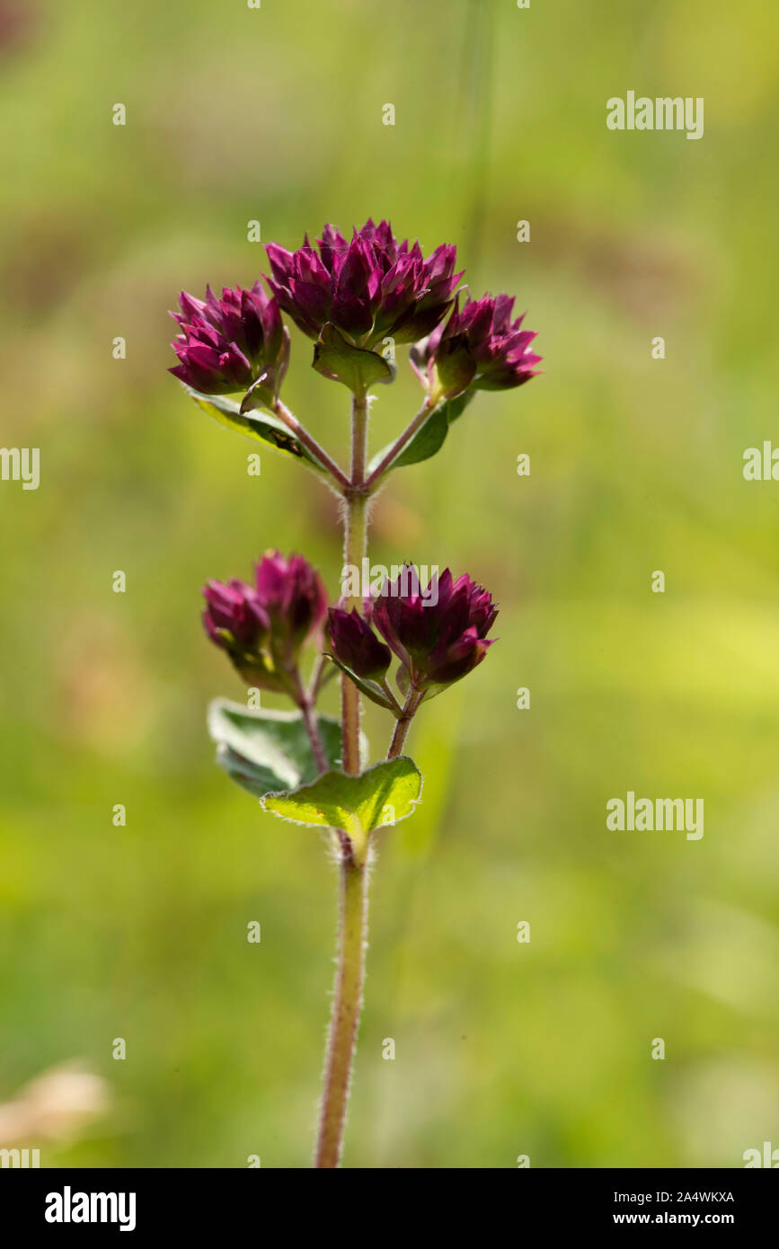 Wild marjoram flower, Origanum vulgare, Lullingstone Country Park, Kent
