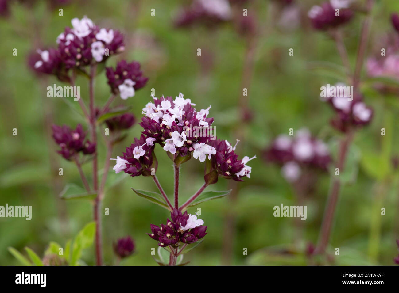 Wild marjoram flower, Origanum vulgare, Lullingstone Country Park, Kent