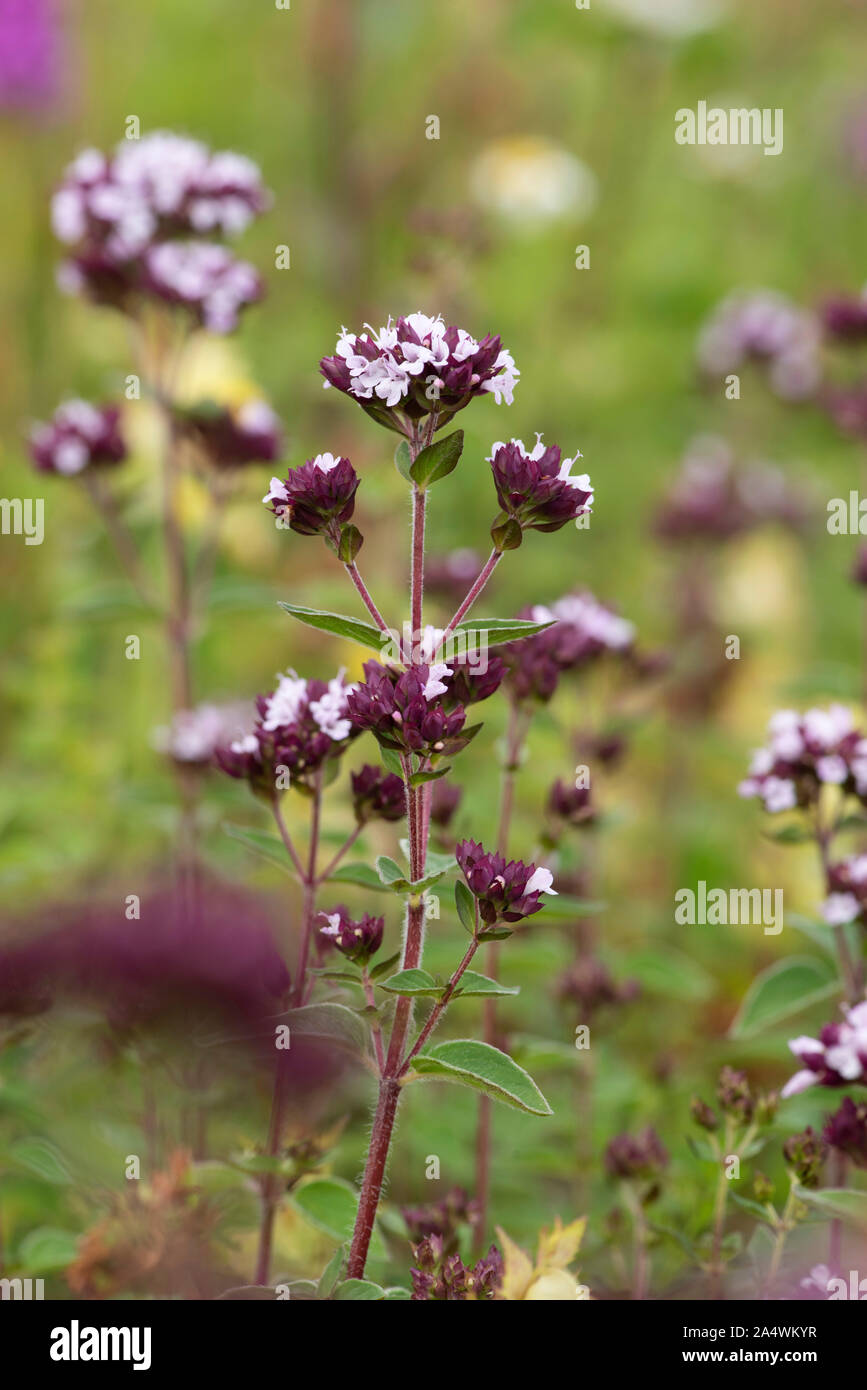 Wild marjoram flower, Origanum vulgare, Lullingstone Country Park, Kent UK, the same aromatic