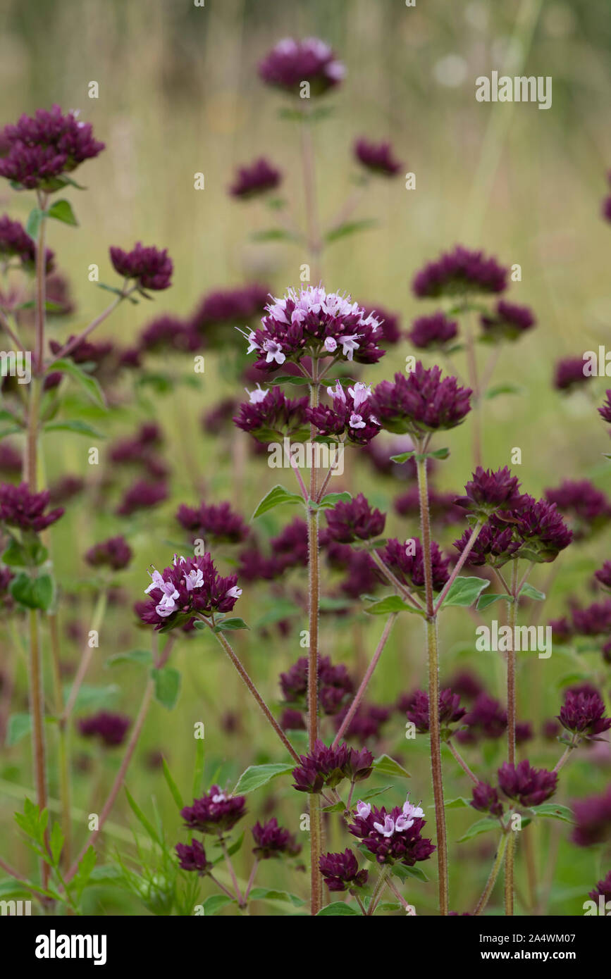 Wild marjoram flower, Origanum vulgare, Lullingstone Country Park, Kent