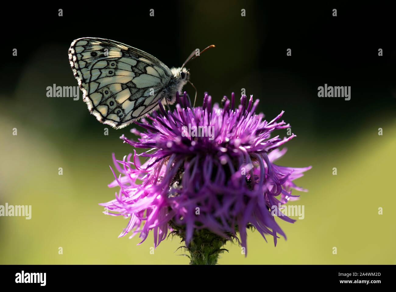 Marbled White Butterfly, Melanargia galathea, Park Gate Down, Kent