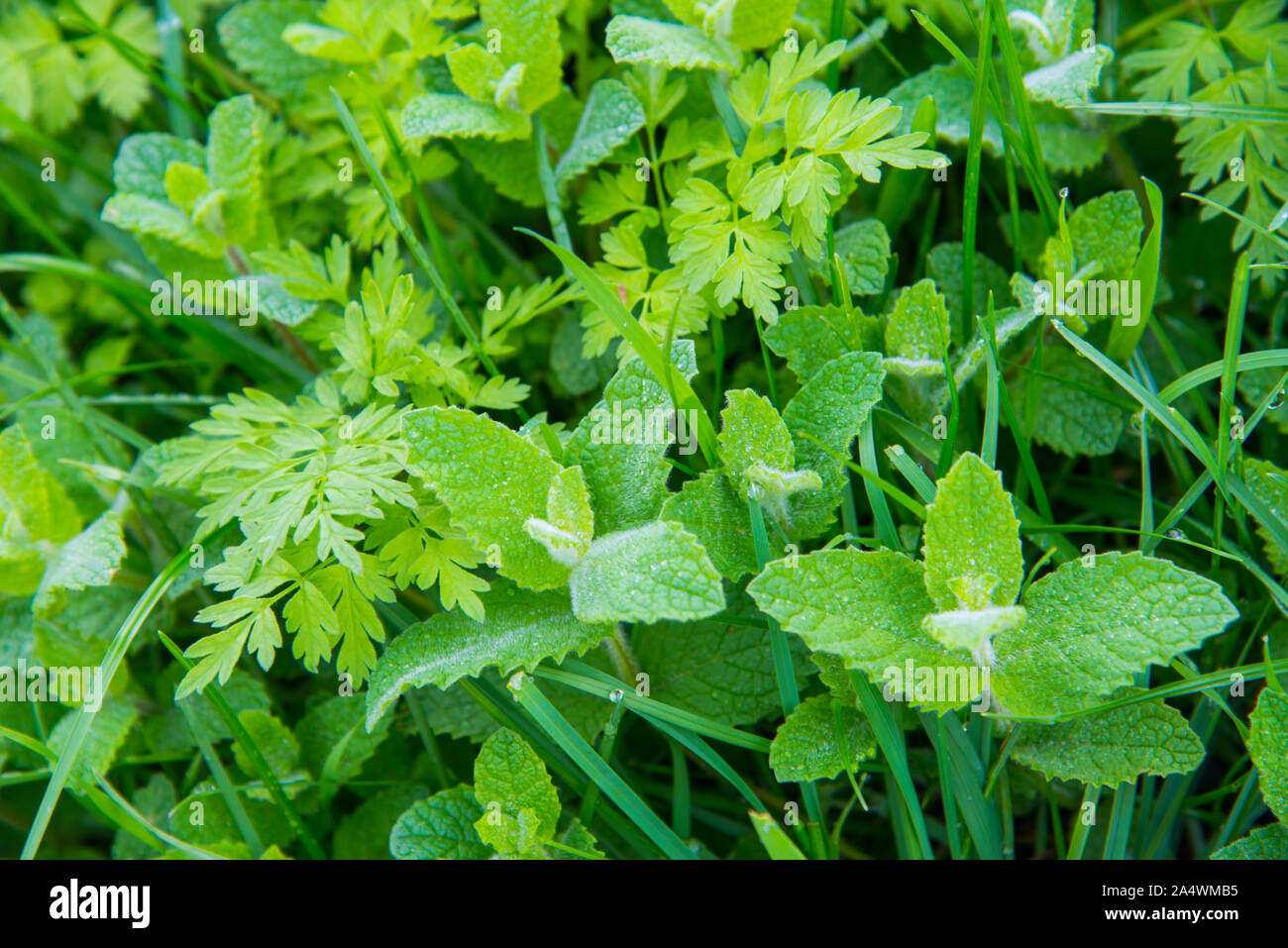 Green plants. Stock Photo