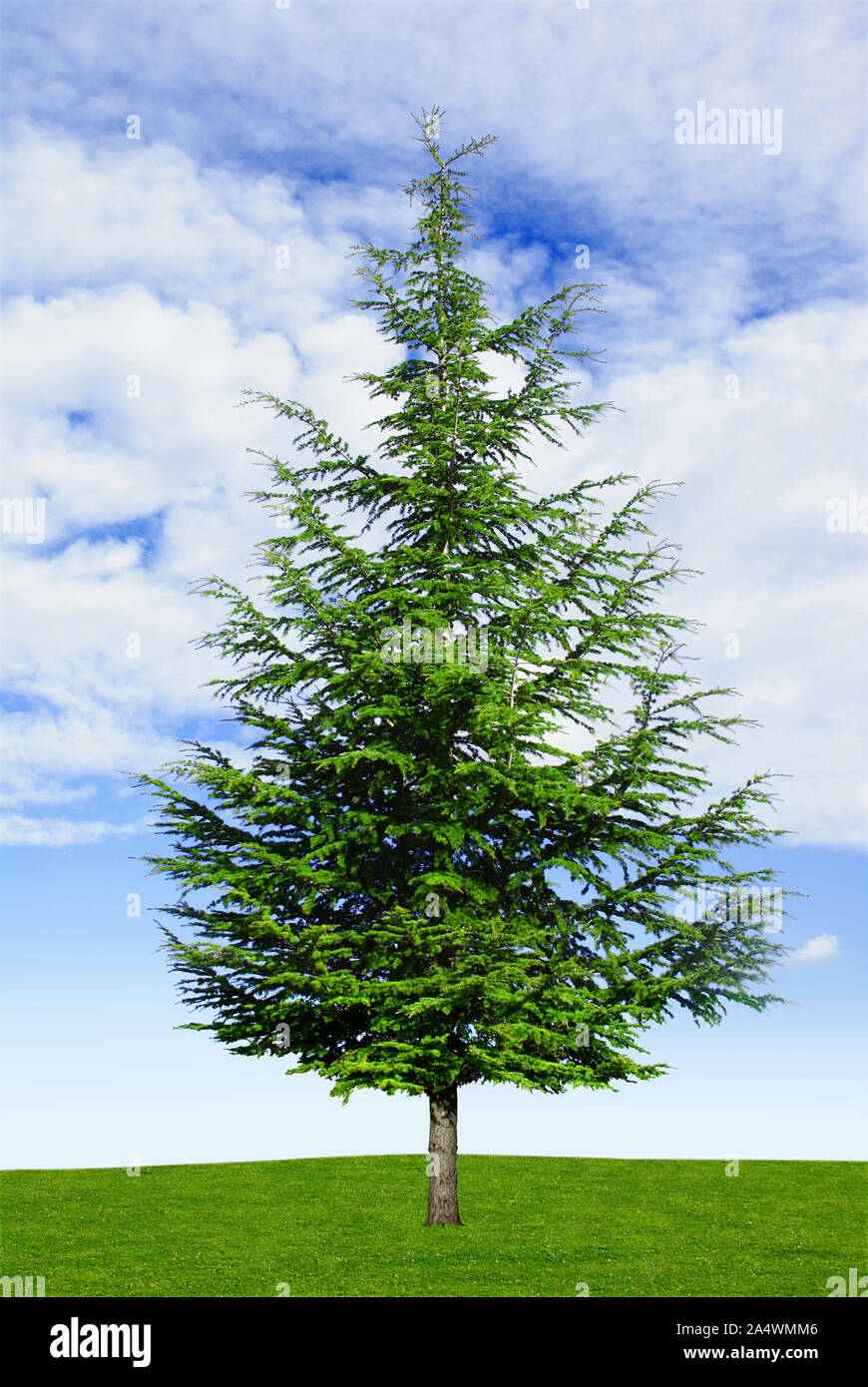 Young cedar on sky and clouds background. Stock Photo