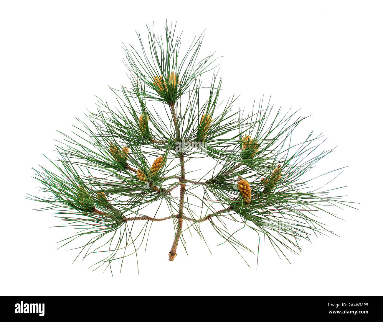 Close-up of needles and cones of Aleppo pine, isolated on white background. Stock Photo