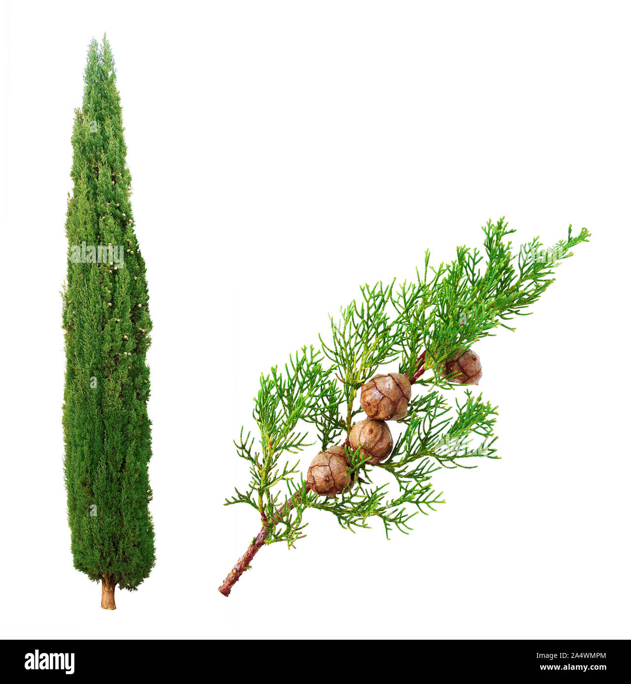 Cypress and twig bearing fruits on a white background Stock Photo