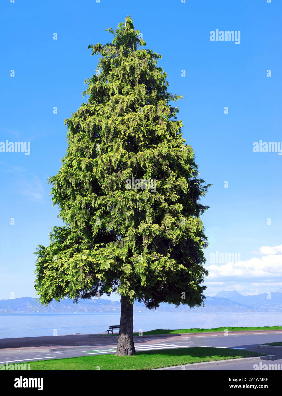 Giant Thuja isolated in a park. Stock Photo