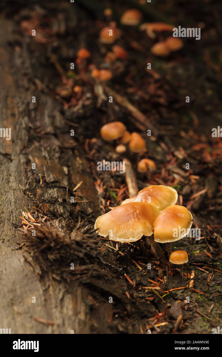 Galerina autumnalis or Galerina marginata also known as the Funeral