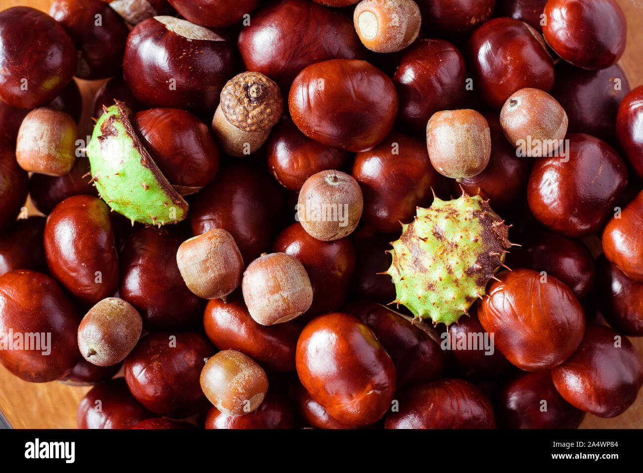 Conker In Shell Conker Shells High Resolution Stock Photography and Images - Alamy