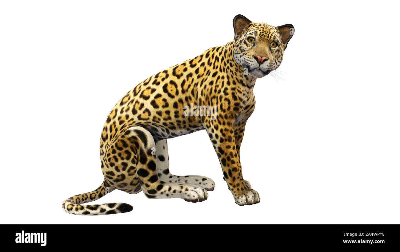 Jaguar sitting, wild cat isolated on white background Stock Photo