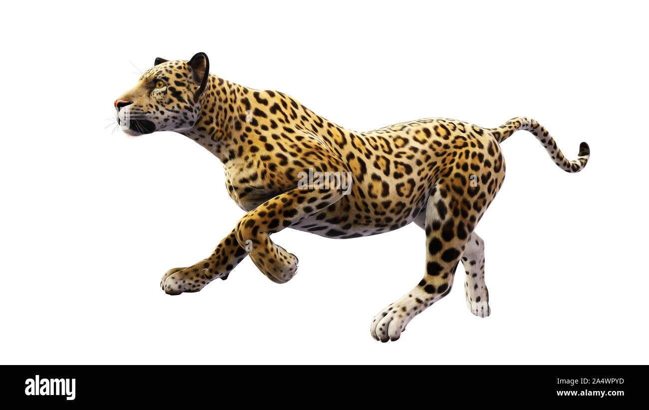 Jaguar running, wild cat isolated on white background Stock Photo