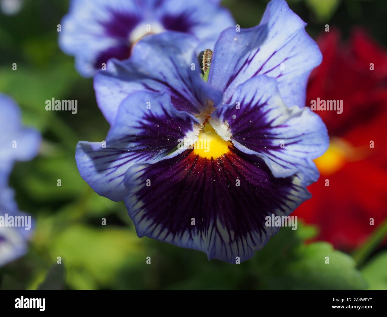Pansy. The colorful petals of the flower buds. Garden flowers. Macrophoto. Stock Photo
