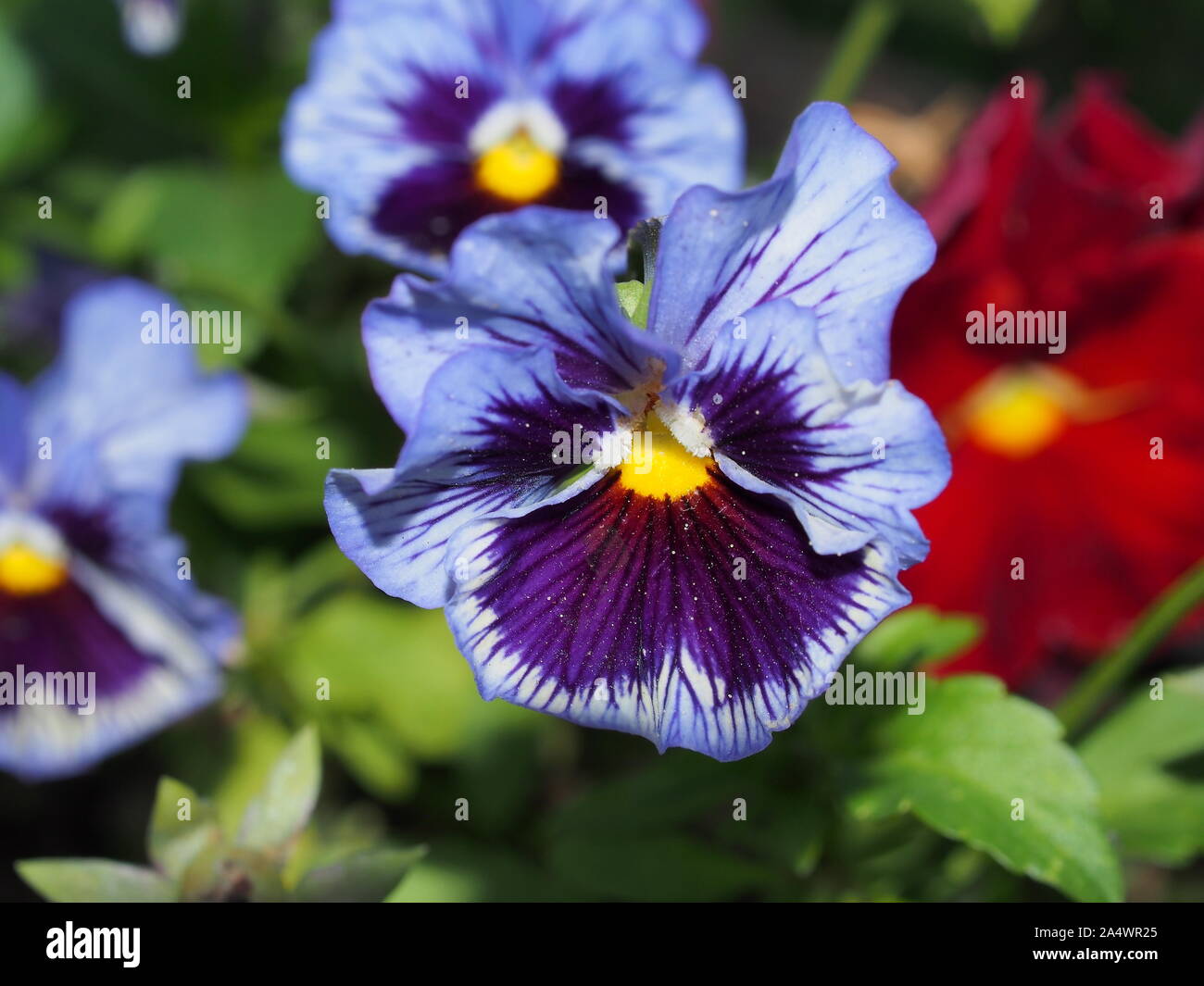 Pansy. The colorful petals of the flower buds. Garden flowers. Macrophoto. Stock Photo