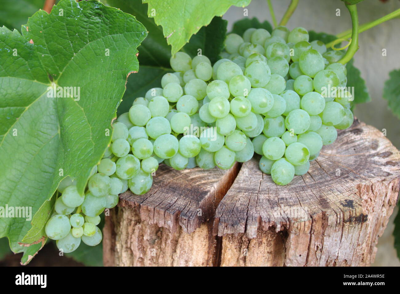 The picture shows grapes in the garden Stock Photo - Alamy