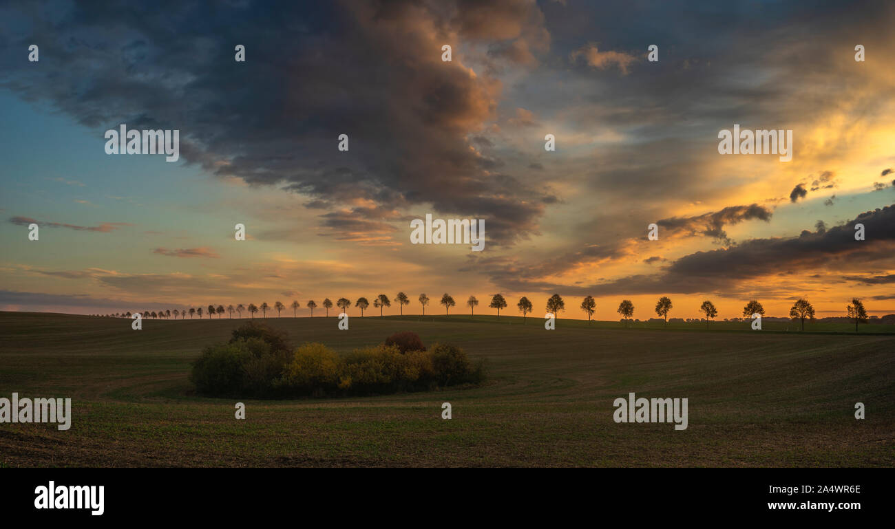 Beautiful rural landscape. Avenue of trees on the wavy field on a beautiful autumn morning Stock Photo