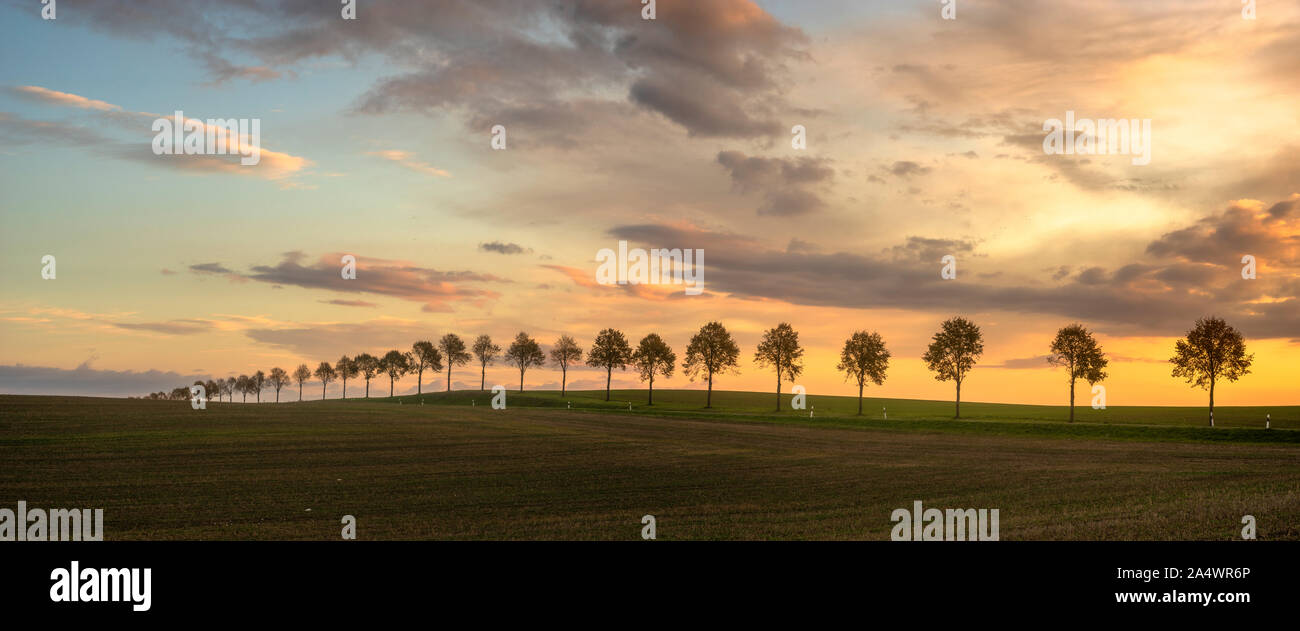 Beautiful rural landscape. Avenue of trees on the wavy field on a beautiful autumn morning Stock Photo