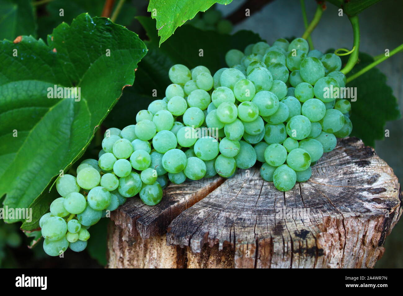 The picture shows grapes in the garden Stock Photo - Alamy