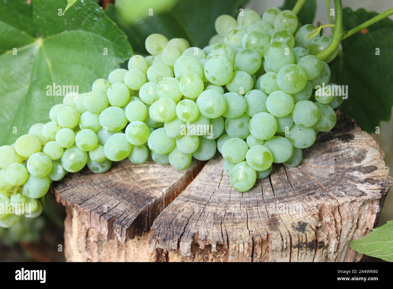 The picture shows grapes in the garden Stock Photo Alamy