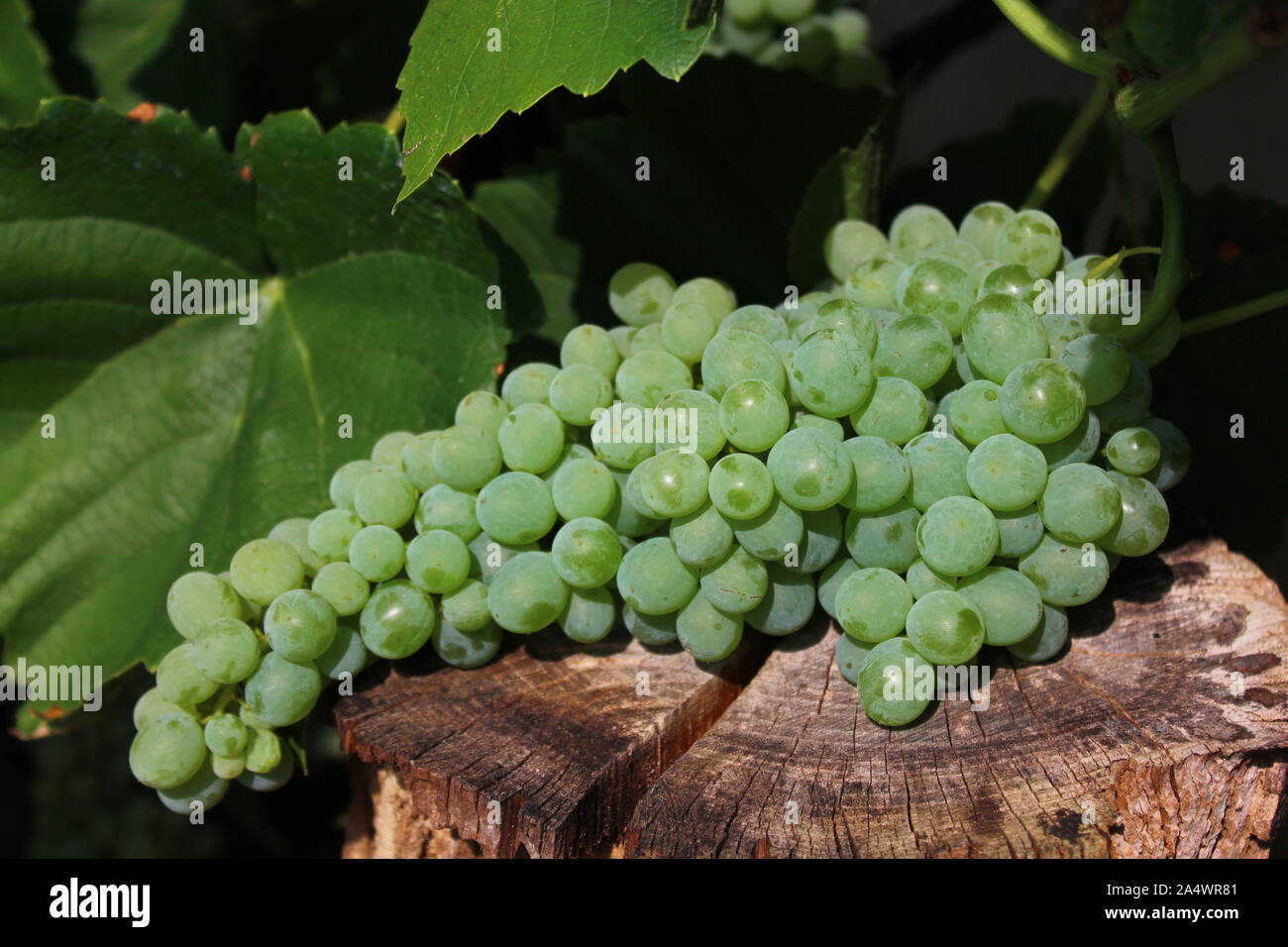 The picture shows grapes in the garden Stock Photo - Alamy