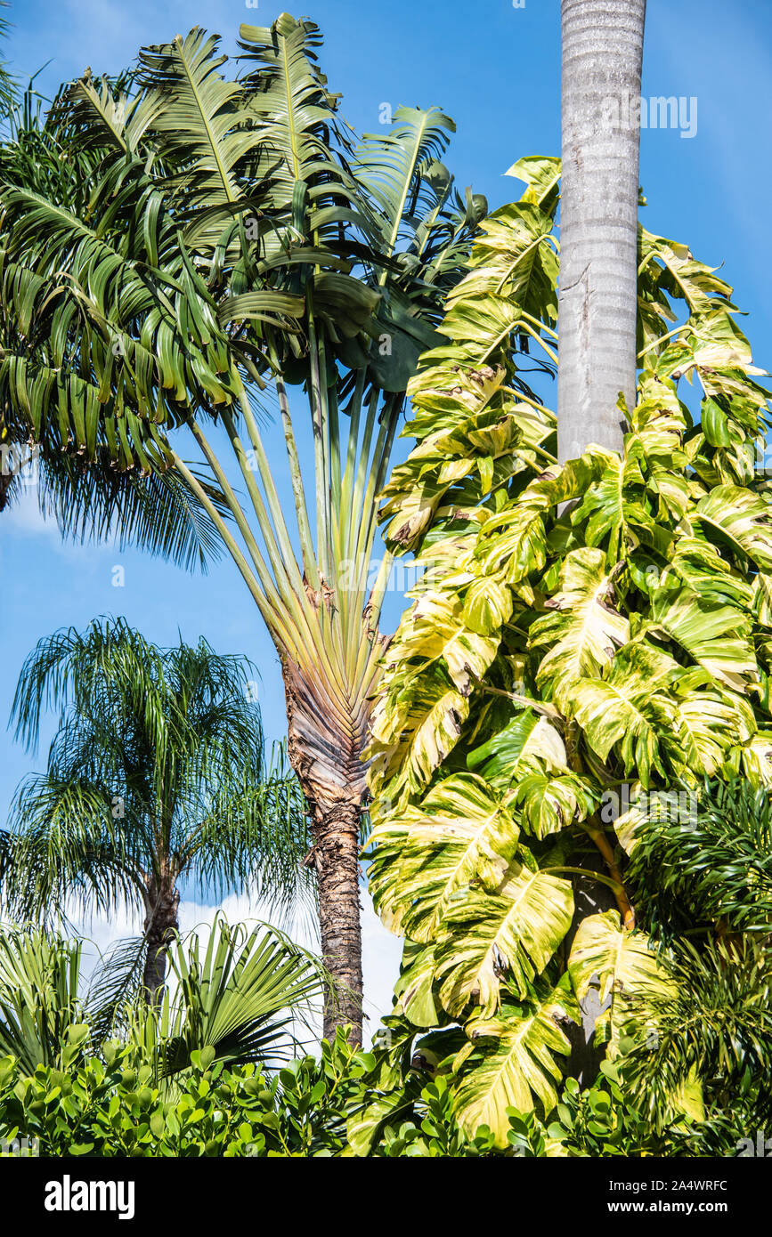 A variety of palms, including a fan-shaped traveler's palm (Ravenala madagascariensis) near the Palm Beach Lake Trail in Palm Beach, Florida. (USA) Stock Photo