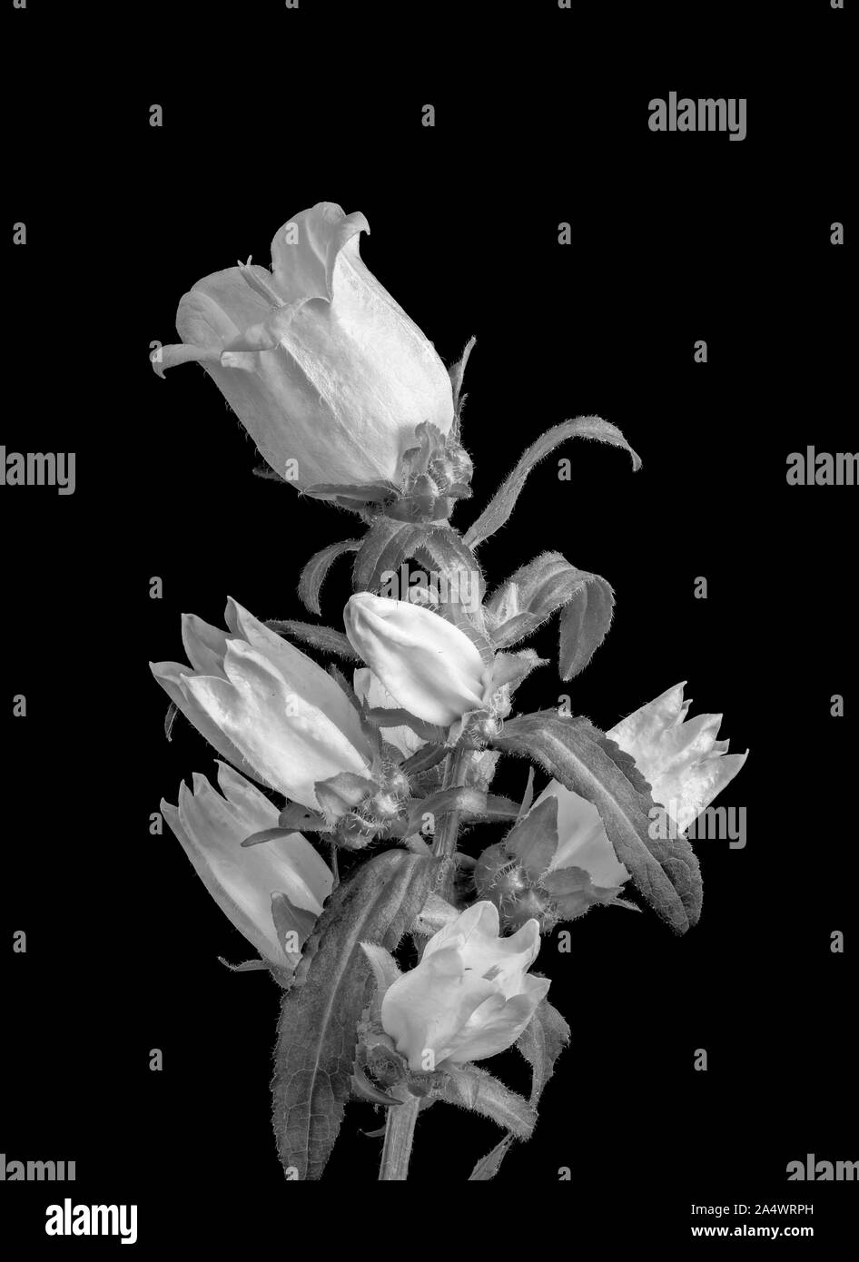 Bright monochrome macro of bellflower/campanula blossoms, buds,leaves,black background Stock Photo
